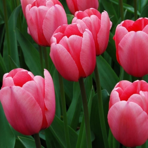 Meet your Posher, Kay. - Picture 1 of 1